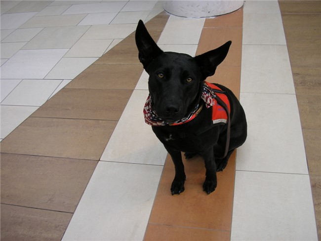 Learn About Dog Groomer Certification
