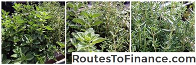 Comment conserver les herbes fraîches
